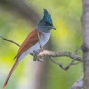 Indian Paradise Flycatcher