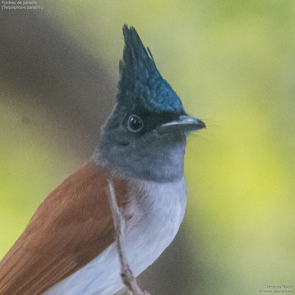 Indian Paradise Flycatcher female adult, close-up portrait, aspect, pigmentation