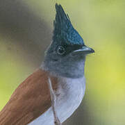 Indian Paradise Flycatcher