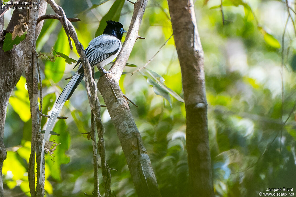 Malagasy Paradise Flycatcher male adult breeding