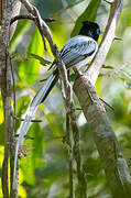 Malagasy Paradise Flycatcher