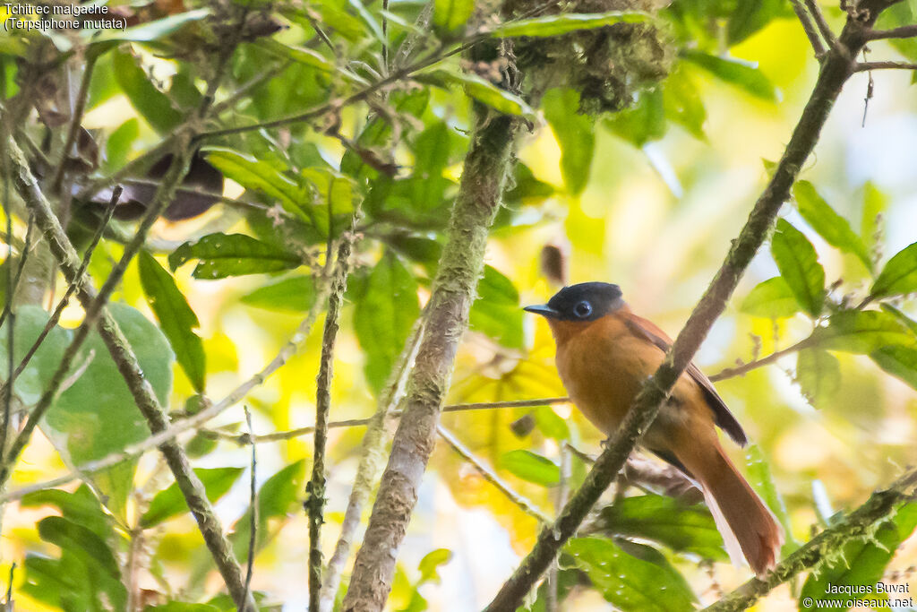 Malagasy Paradise Flycatcher female adult post breeding