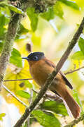 Malagasy Paradise Flycatcher