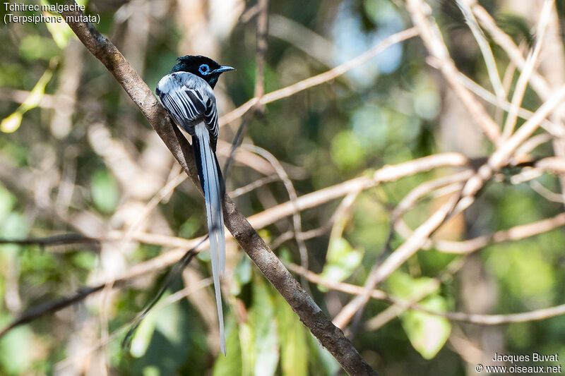 Malagasy Paradise Flycatcher male adult breeding
