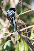 Malagasy Paradise Flycatcher