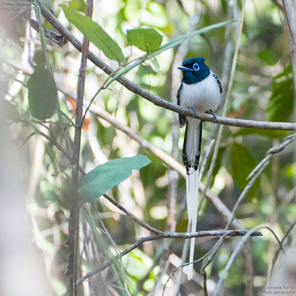 Malagasy Paradise Flycatcher male adult breeding