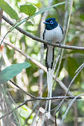 Malagasy Paradise Flycatcher