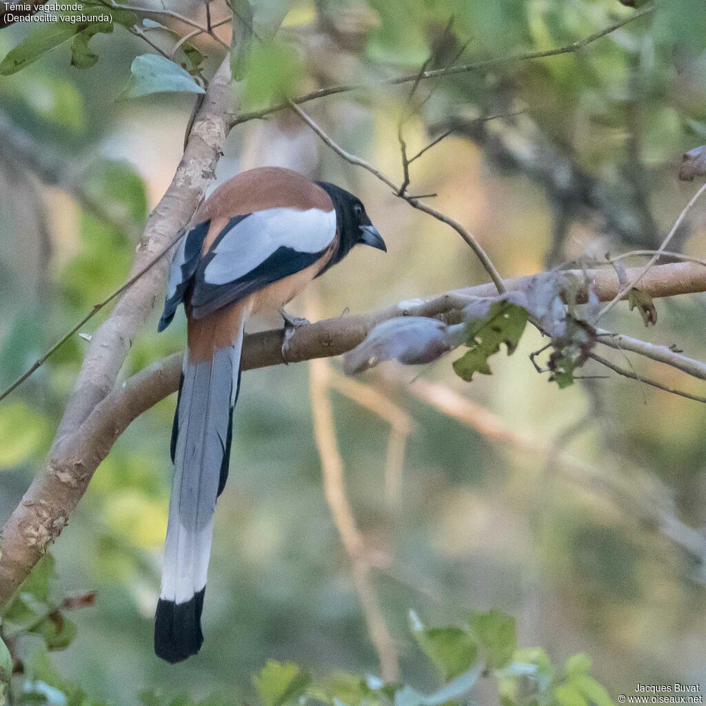 Rufous Treepieadult, identification, aspect, pigmentation