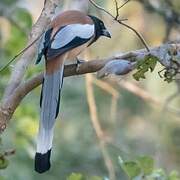 Rufous Treepie