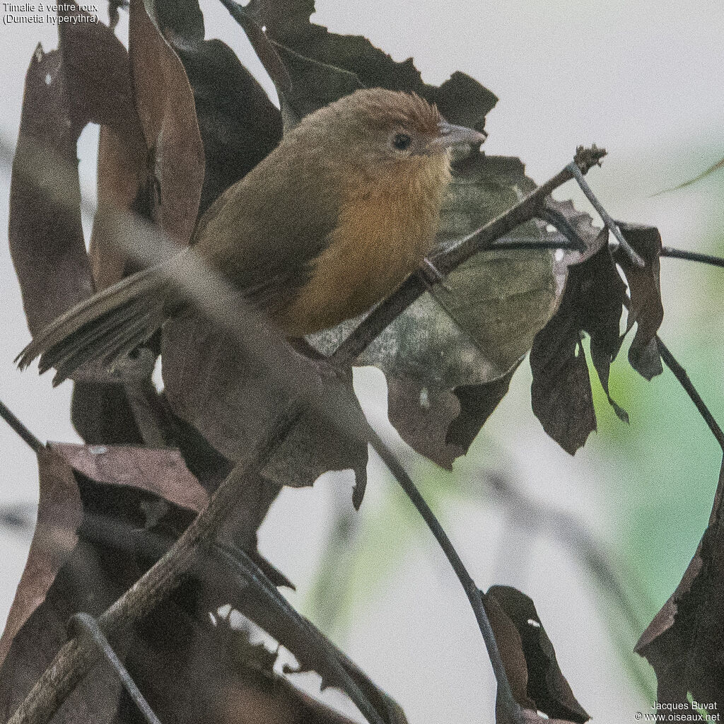 Tawny-bellied Babbleradult, identification, aspect, pigmentation