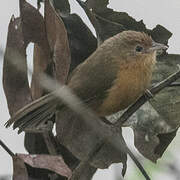 Tawny-bellied Babbler