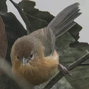 Tawny-bellied Babbler