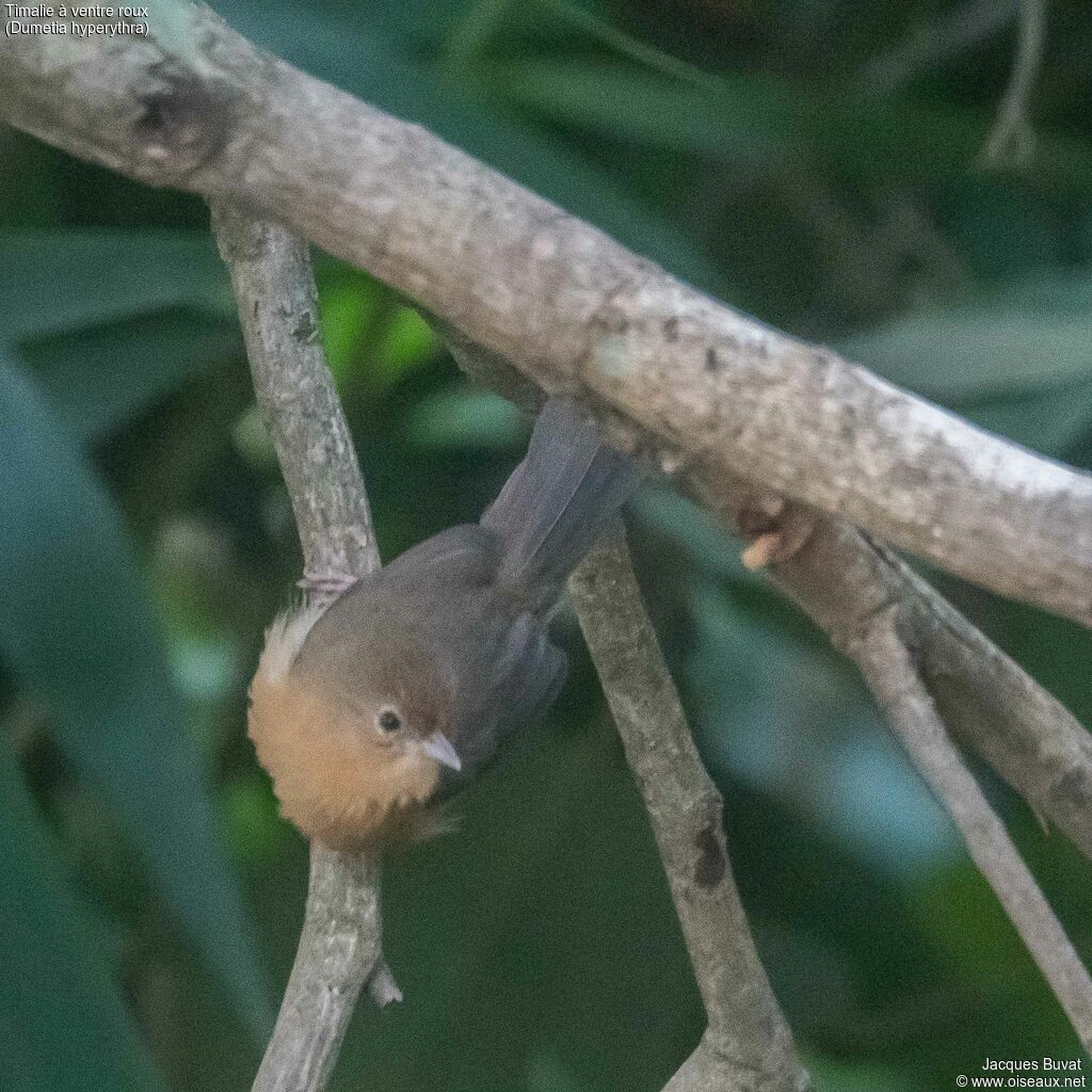 Tawny-bellied Babbleradult