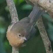 Tawny-bellied Babbler