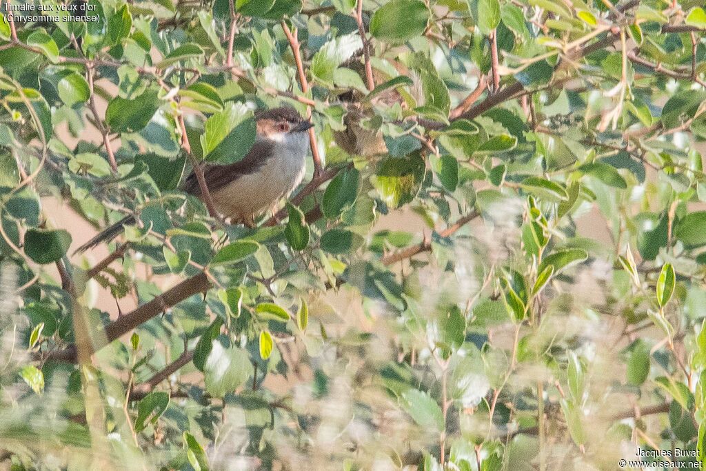 Yellow-eyed Babbler