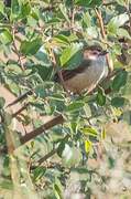 Yellow-eyed Babbler