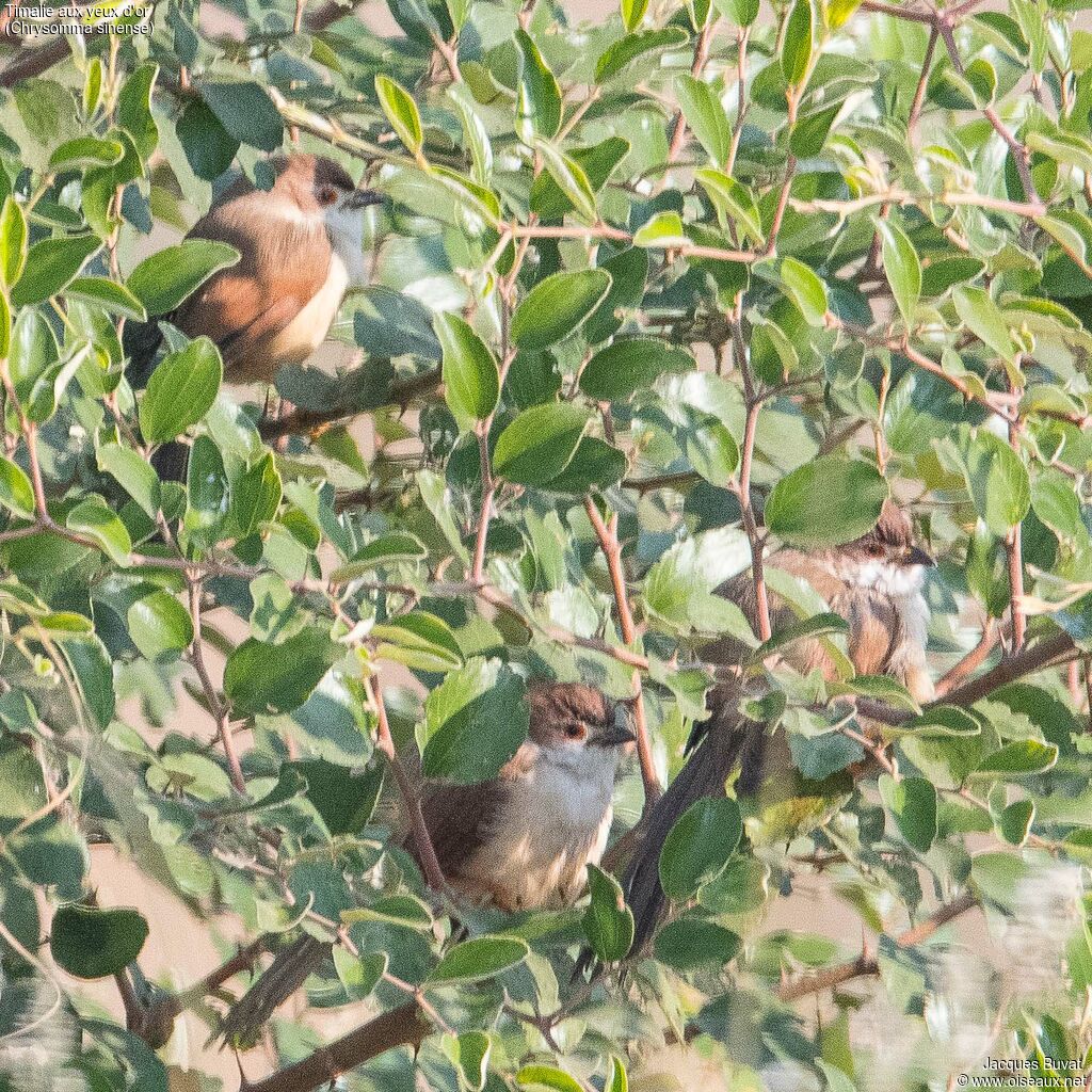 Timalie aux yeux d'oradulte, habitat, composition, pigmentation