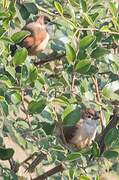 Yellow-eyed Babbler