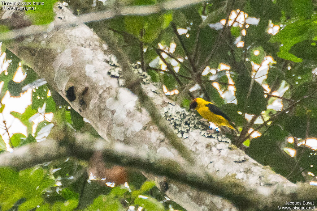 Brown-capped Weaver male adult