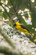 Brown-capped Weaver