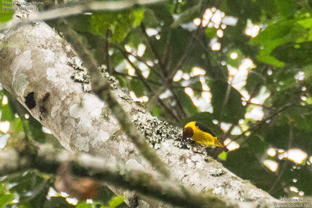 Tisserin à cape brune mâle adulte