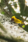 Brown-capped Weaver