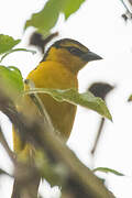 Black-necked Weaver