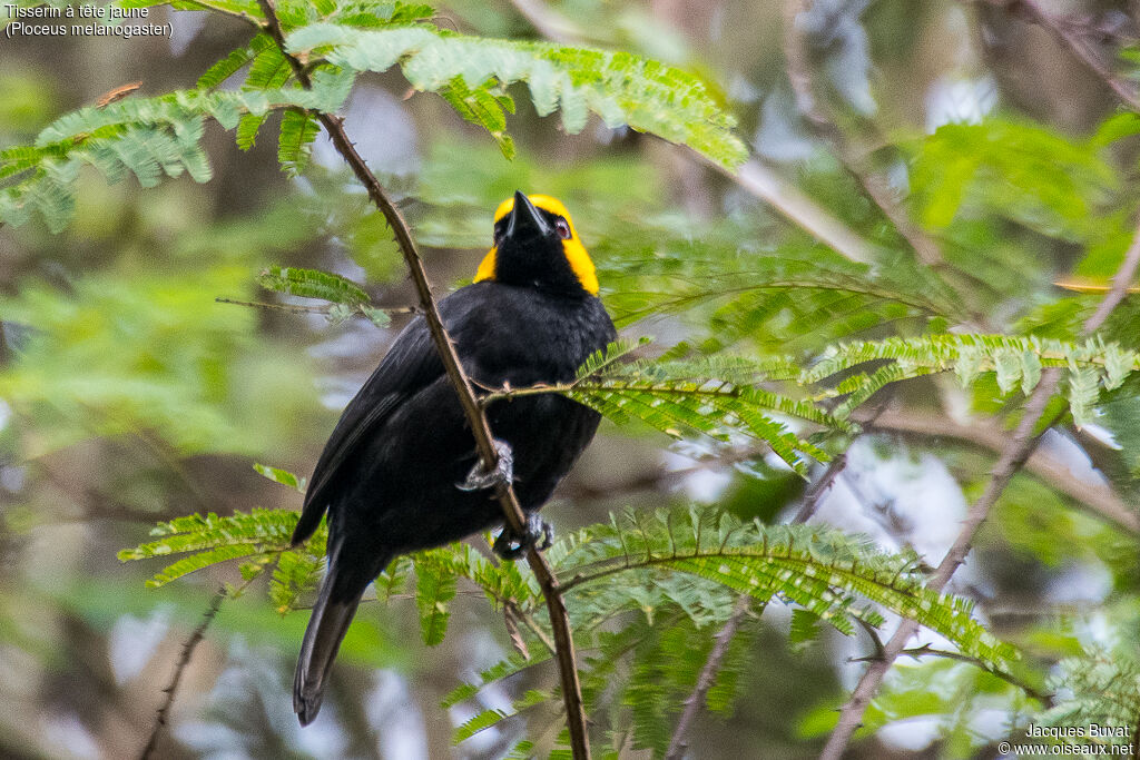 Tisserin à tête jaune mâle adulte