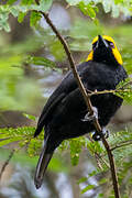 Black-billed Weaver