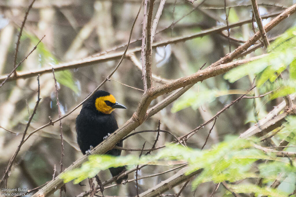 Tisserin à tête jaune femelle adulte nuptial, habitat, pigmentation