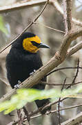 Black-billed Weaver