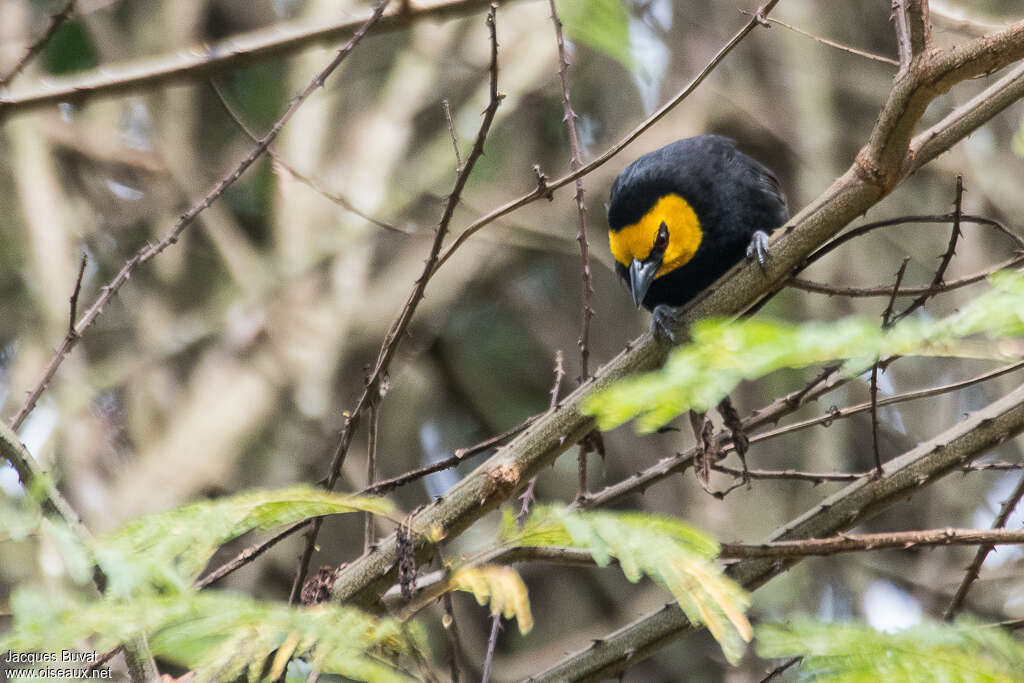 Tisserin à tête jaune femelle adulte, portrait