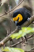 Black-billed Weaver