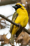 Southern Masked Weaver