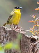 Baglafecht Weaver