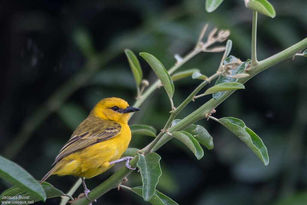 Slender-billed Weaver female adult, identification