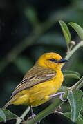 Slender-billed Weaver