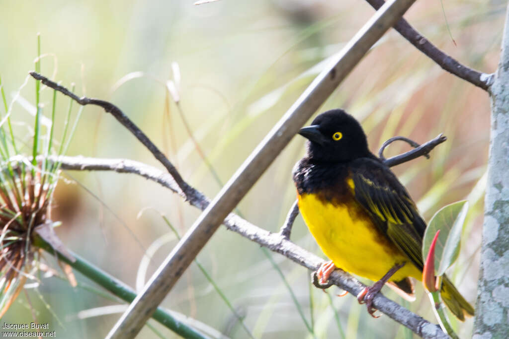 Weyns's Weaver male adult breeding, pigmentation