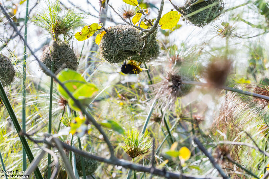 Weyns's Weaver male adult breeding, habitat, Reproduction-nesting, colonial reprod.