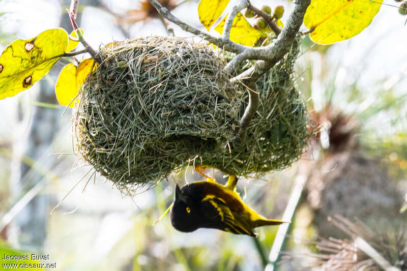 Weyns's Weaver male adult breeding, Reproduction-nesting