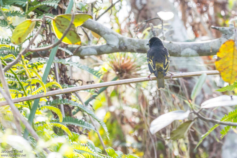 Weyns's Weaver male adult breeding, pigmentation