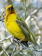 Cape Weaver