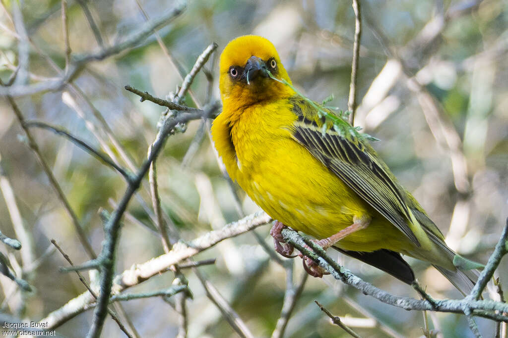 Cape Weaver male adult breeding, close-up portrait