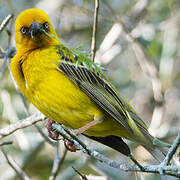 Cape Weaver