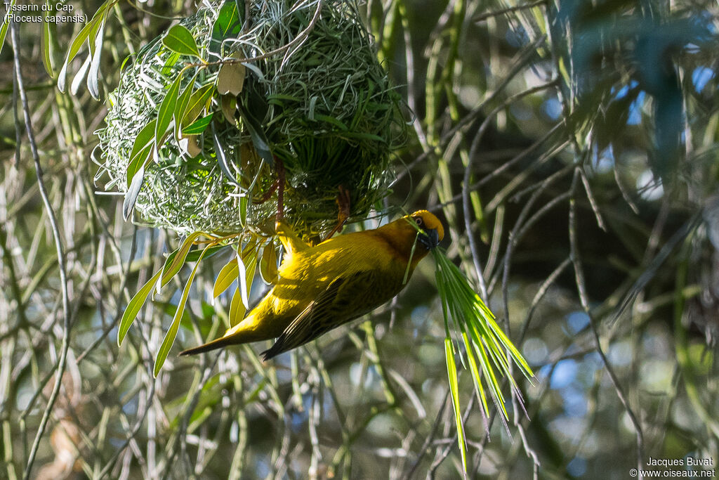 Cape Weaver male adult breeding