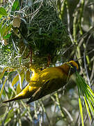 Cape Weaver