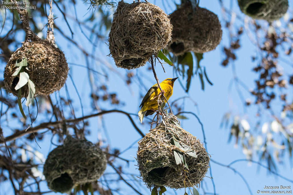 Cape Weaver male adult breeding