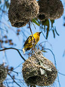 Cape Weaver