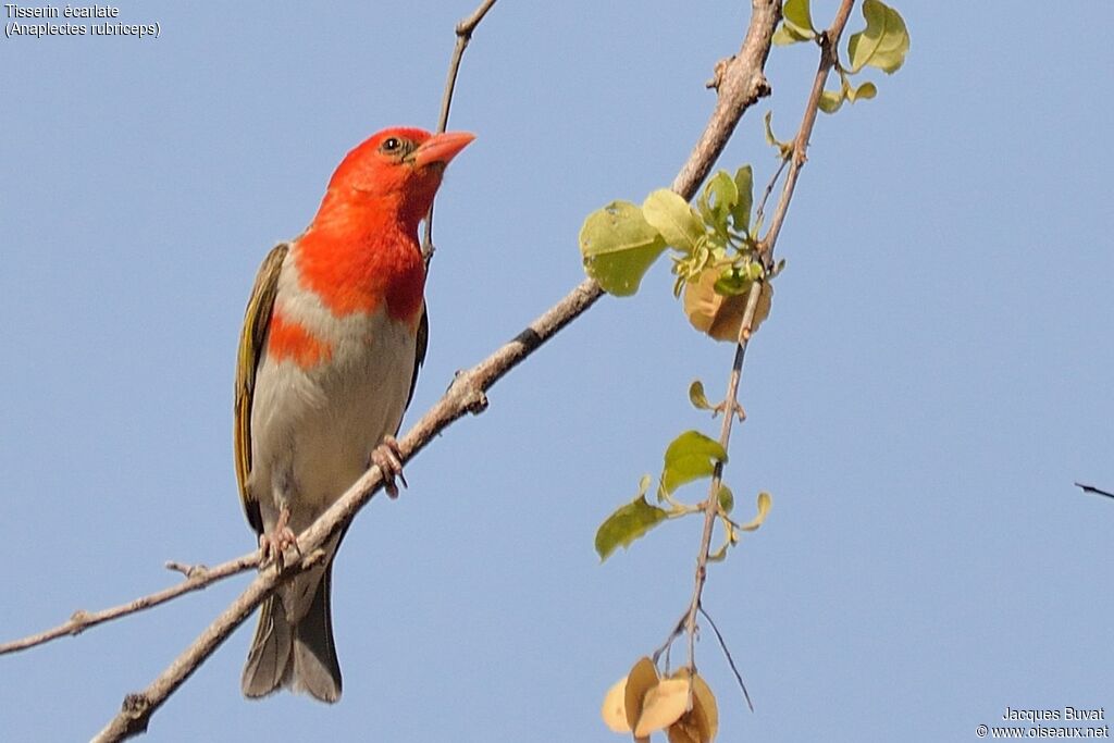 Red-headed Weaveradult