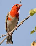 Red-headed Weaver